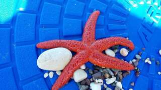 Апартаменты Apartment Marina Centar Будва Апартаменты с 2 спальнями-28